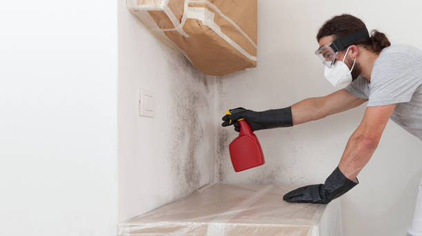 Professional Basement Mold Remediation technician working in Zarephath, NJ